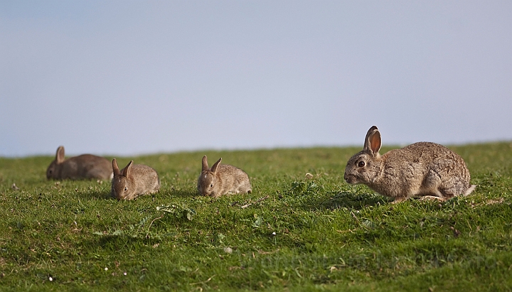 WAH018530.jpg - Vildkaniner (Rabbits)