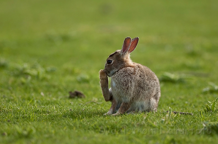 WAH018536.jpg - Vildkanin (Rabbit)