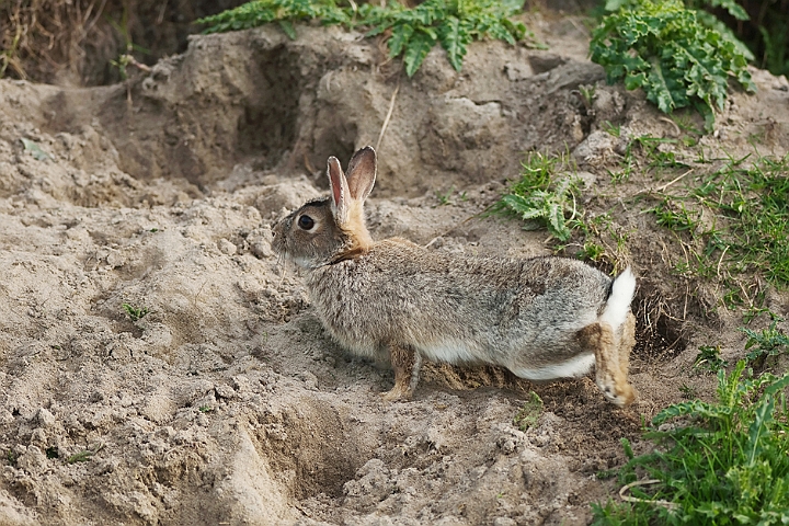 WAH018546.jpg - Vildkanin (Rabbit)