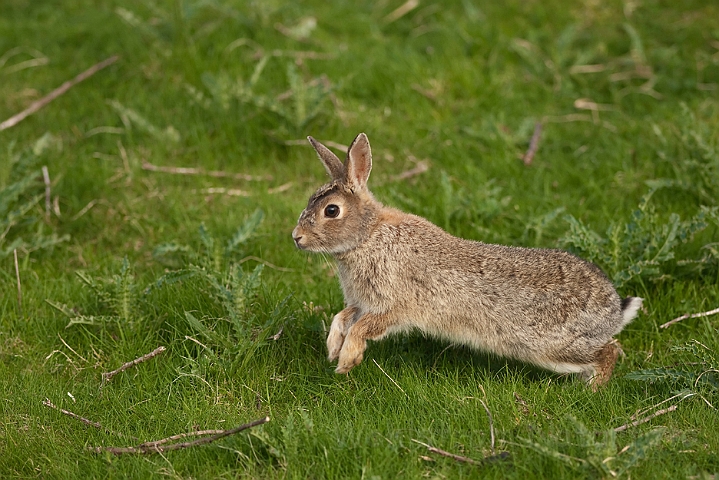 WAH018554.jpg - Vildkanin (Rabbit)