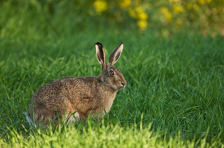 WAH018573.jpg - Hare (Brown Hare)