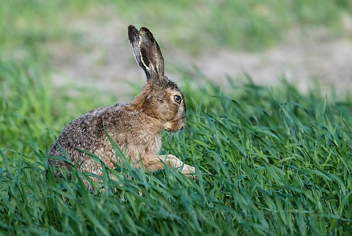 WAH026266.jpg - Hare (Brown Hare)