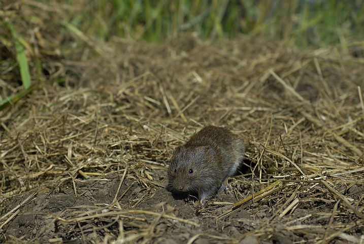 WAH006816.jpg - Markmus (Field Vole)