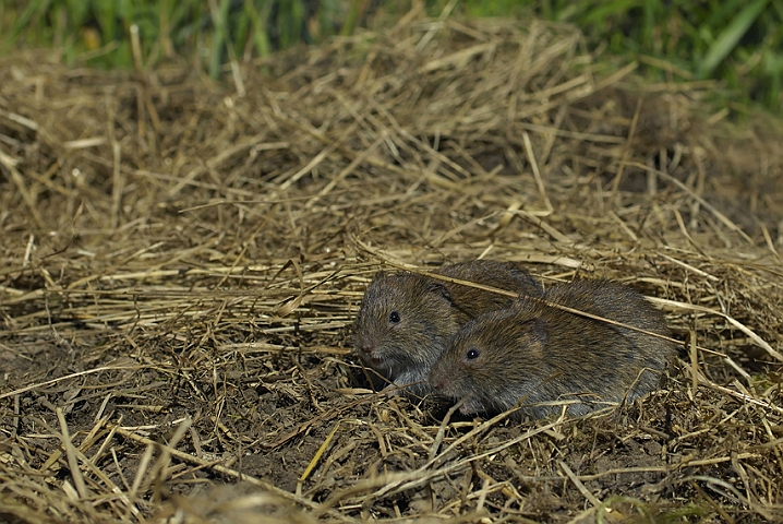 WAH006819.jpg - Markmus (Field Vole)