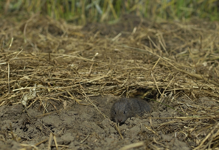 WAH006832.jpg - Markmusunge (Field Vole, young)