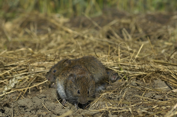 WAH006835.jpg - Markmus (Field Vole)