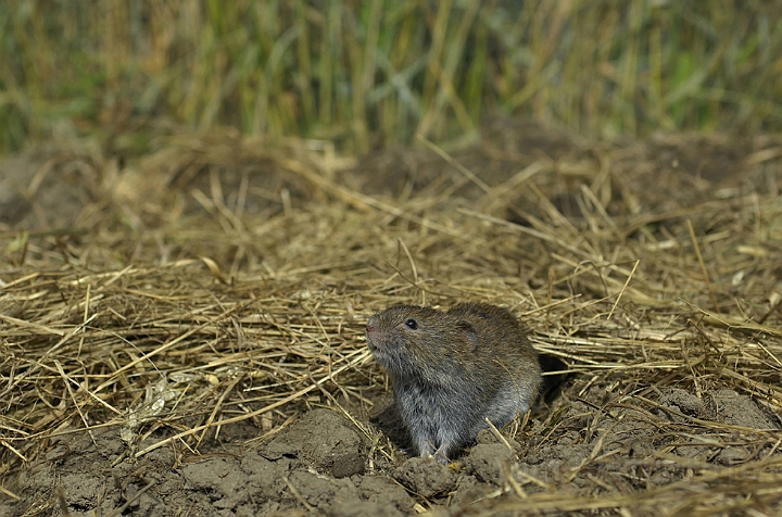 WAH006838.jpg - Markmus (Field Vole)