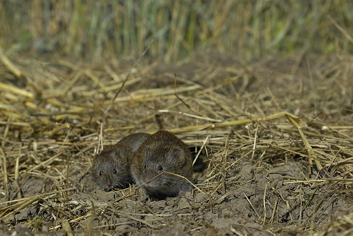 WAH006843.jpg - Markmus (Field Vole)