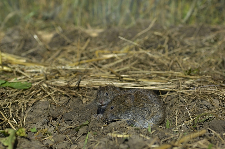 WAH006851.jpg - Markmus (Field Vole)