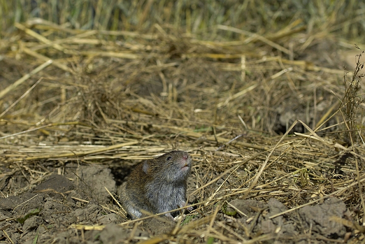 WAH006859.jpg - Markmus (Field Vole)