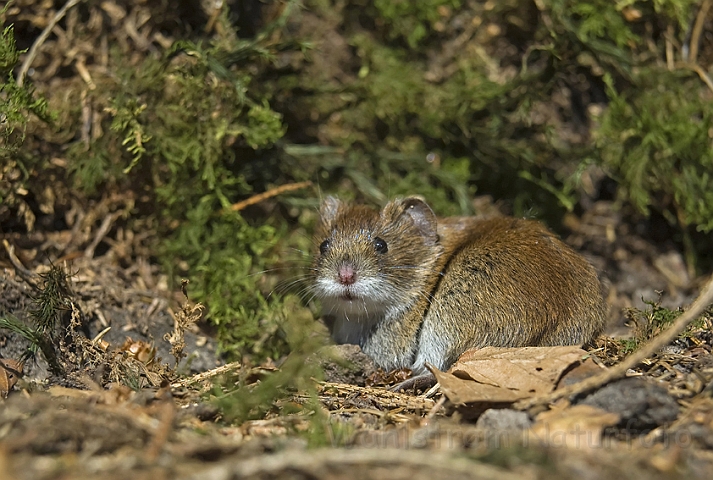 WAH004041.jpg - Rødmus (Bank Vole)