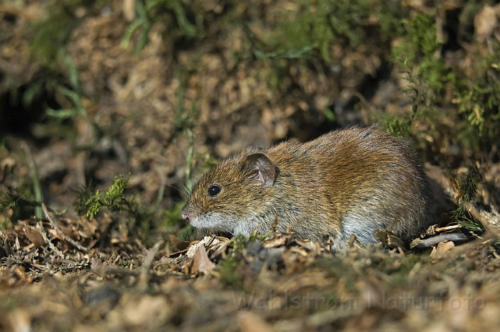 WAH004045.jpg - Rødmus (Bank Vole)