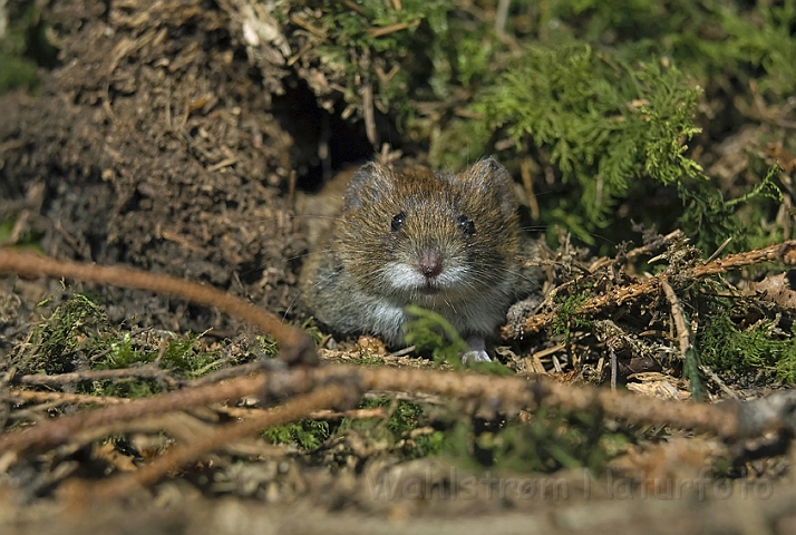 WAH004140.jpg - Rødmus (Bank Vole)