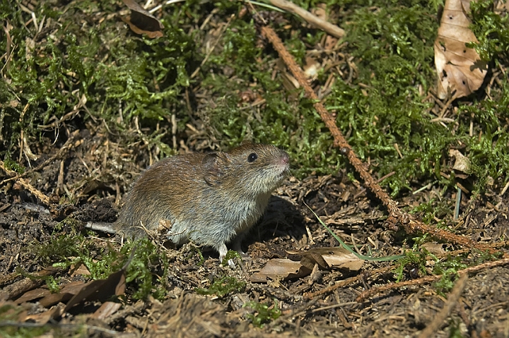 WAH004251.jpg - Rødmus (Bank Vole)