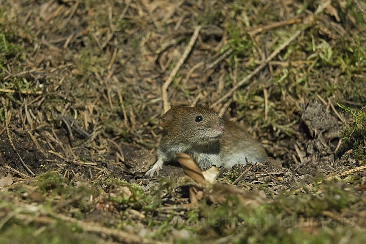 WAH004252.jpg - Rødmus (Bank Vole)