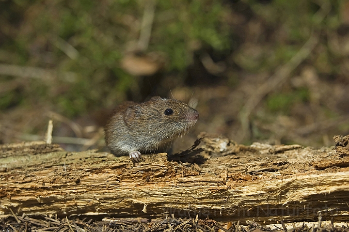 WAH004303.jpg - Rødmus (Bank Vole)