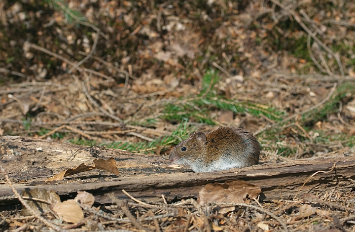 WAH010767.jpg - Rødmus (Bank Vole)