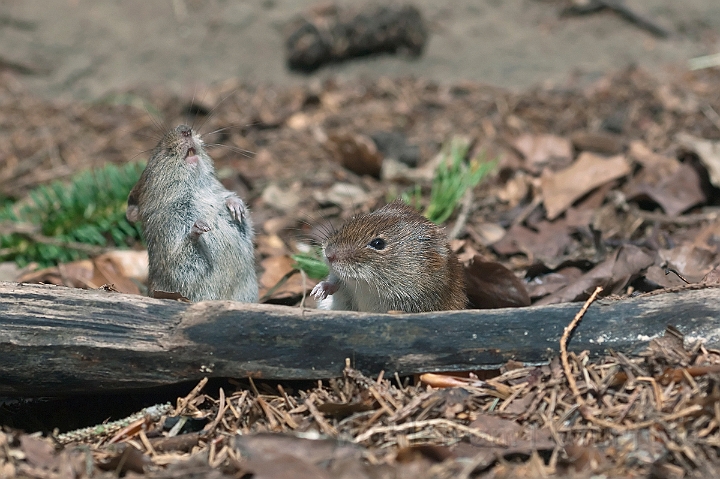 WAH015007.jpg - Rødmus (Bank Vole)