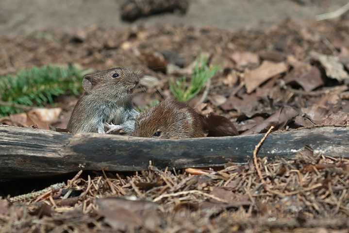 WAH015009.jpg - Rødmus (Bank Vole)