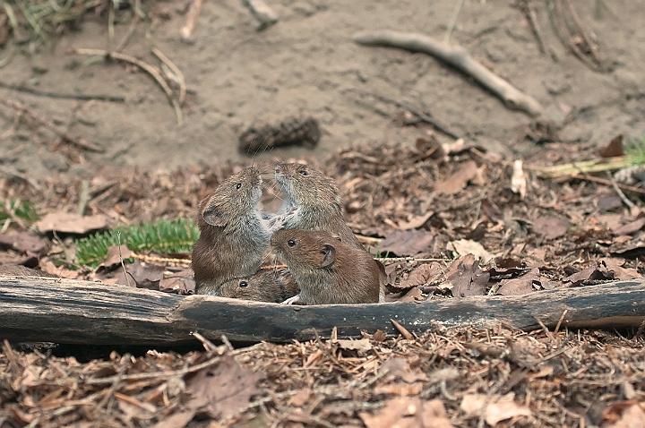 WAH015019.jpg - Rødmus (Bank Vole)