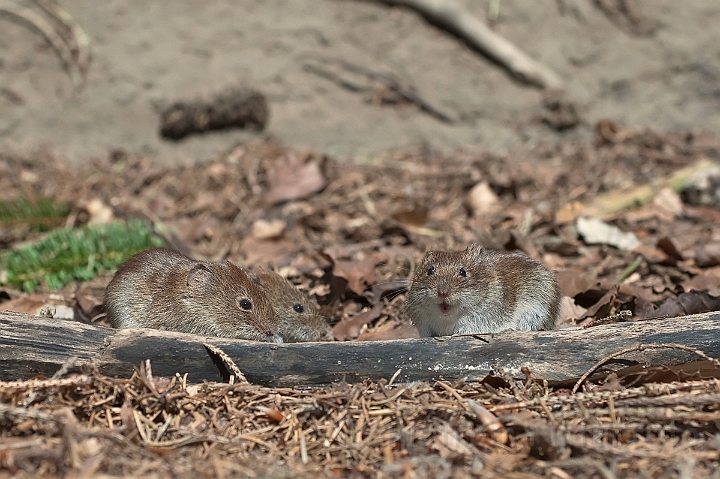 WAH015034.jpg - Rødmus (Bank Vole)