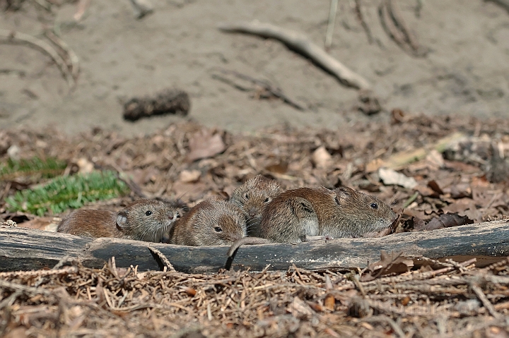 WAH015042.jpg - Rødmus (Bank Vole)