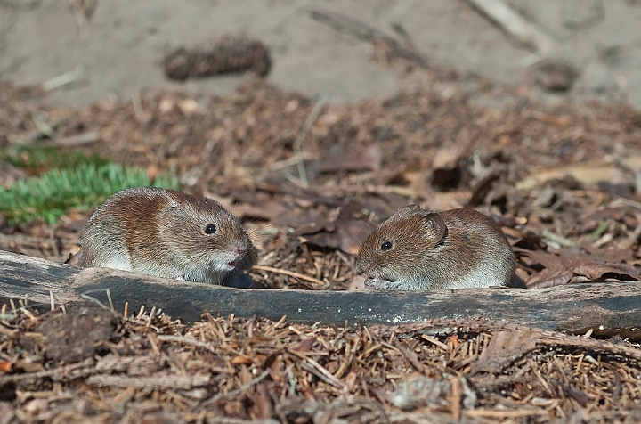 WAH015059.jpg - Rødmus (Bank Vole)