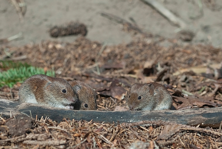 WAH015063.jpg - Rødmus (Bank Vole)