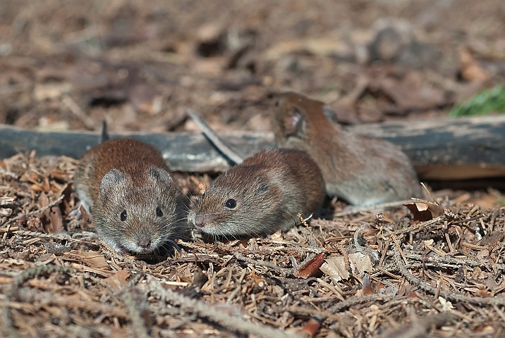 WAH015066.jpg - Rødmus (Bank Vole)