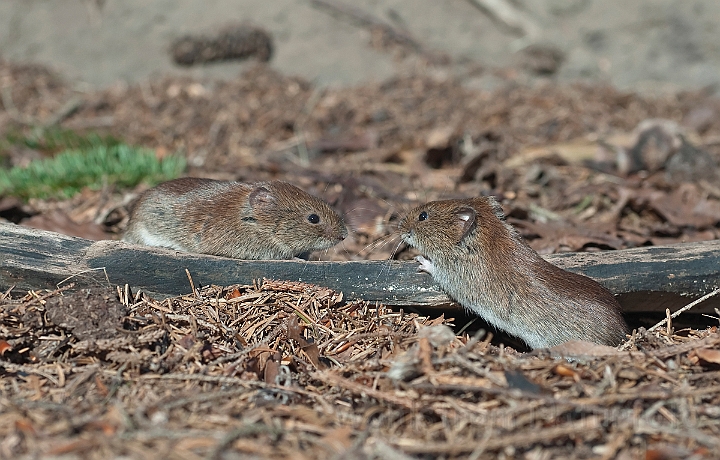 WAH015068.jpg - Rødmus (Bank Vole)