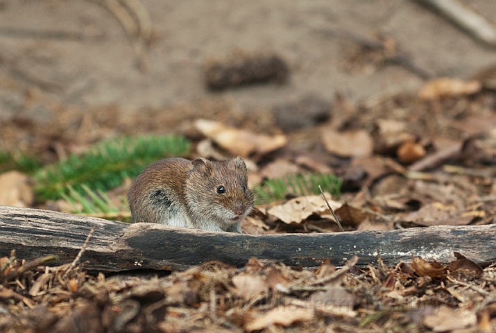 WAH015106.jpg - Rødmus (Bank Vole)