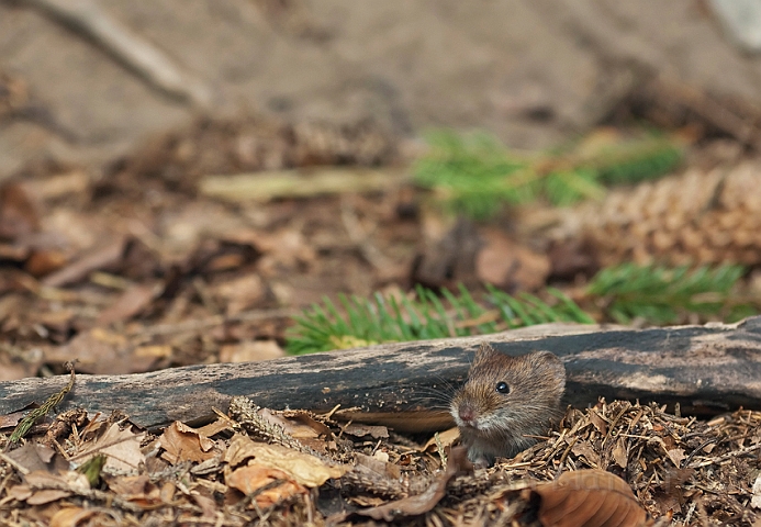 WAH015109.jpg - Rødmus (Bank Vole)