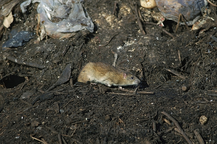 WAH001904.jpg - Brun rotte (Brown Rat)