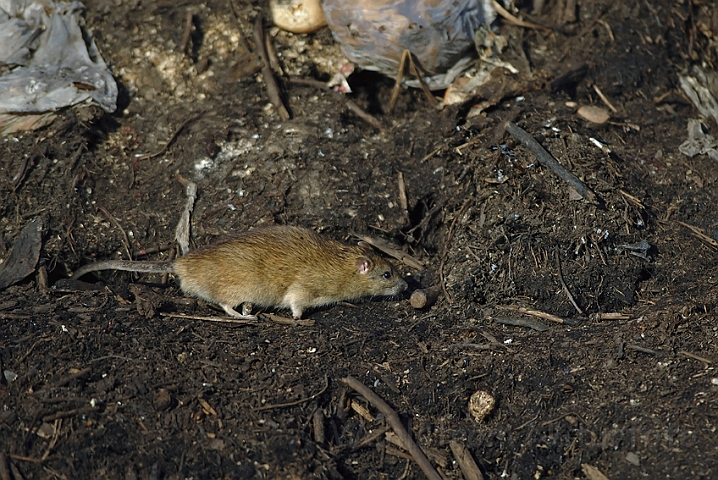 WAH001905.jpg - Brun rotte (Brown Rat)