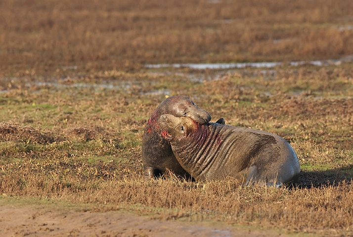 WAH015669.jpg - Gråsælhanner, der slås (Fighting Grey Seal Bulls)