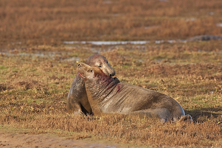 WAH015675.jpg - Gråsælhanner, der slås (Fighting Grey Seal Bulls)