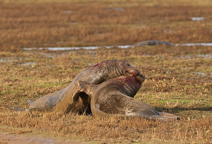 WAH015681.jpg - Gråsælhanner, der slås (Fighting Grey Seal Bulls)