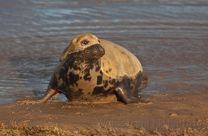 WAH015717.jpg - Gråsæl, hun (Grey Seal, Female)