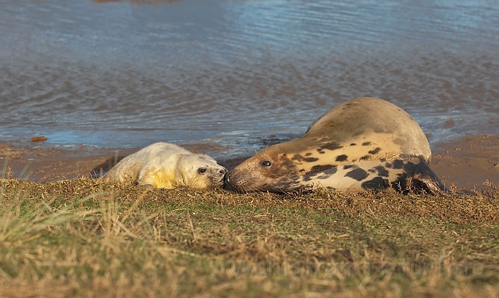 WAH015720.jpg - Gråsæl med unge (Grey Seal with cub)