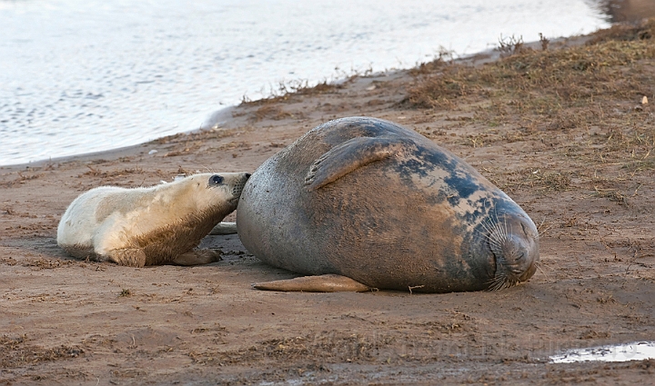 WAH015742.jpg - Gråsæl med diende unge (Nursing Grey Seal)