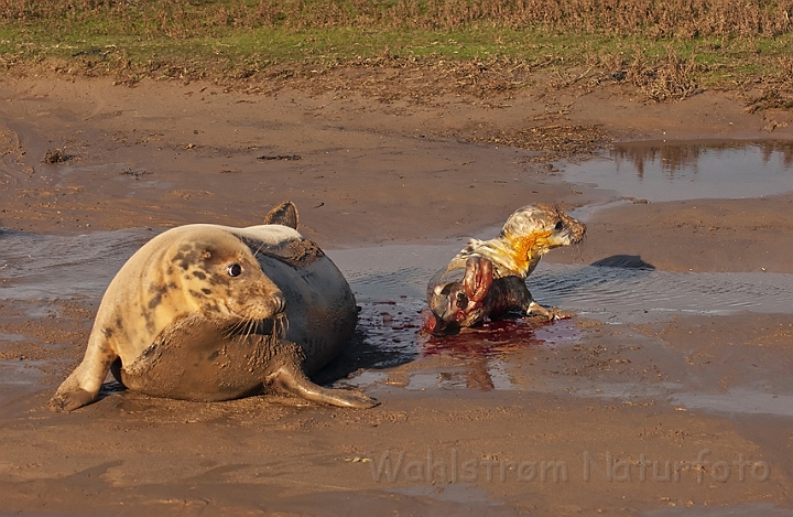 WAH015774.jpg - Gråsæl med nyfødt unge (Grey Seal with New-born Cub)