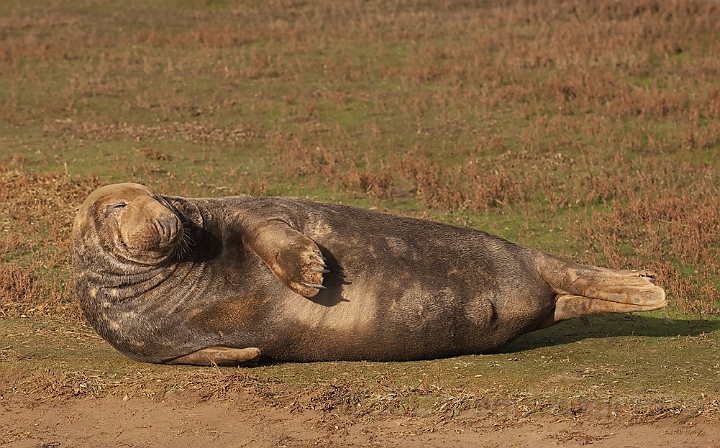 WAH015781.jpg - Gråsæl, han (Grey Seal, male)