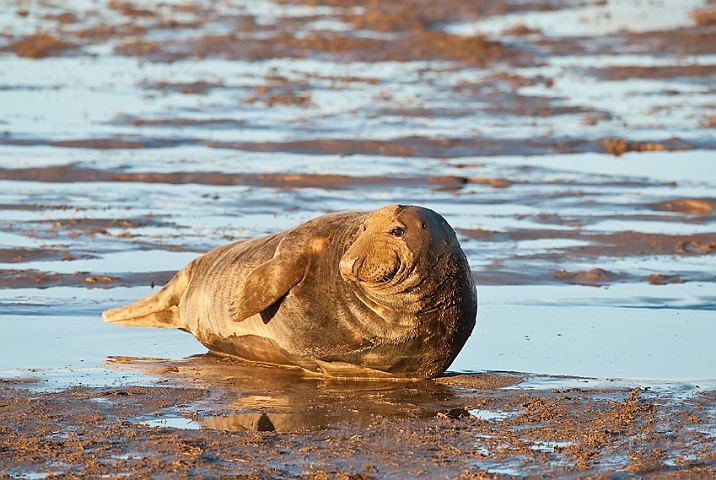 WAH015873.jpg - Gråsæl, han (Grey Seal, male)