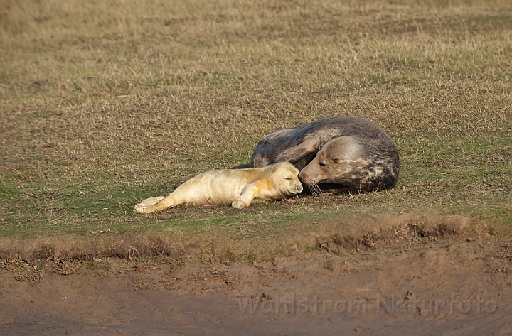 WAH015899.jpg - Gråsæl med unge (Grey Seal with Cub)