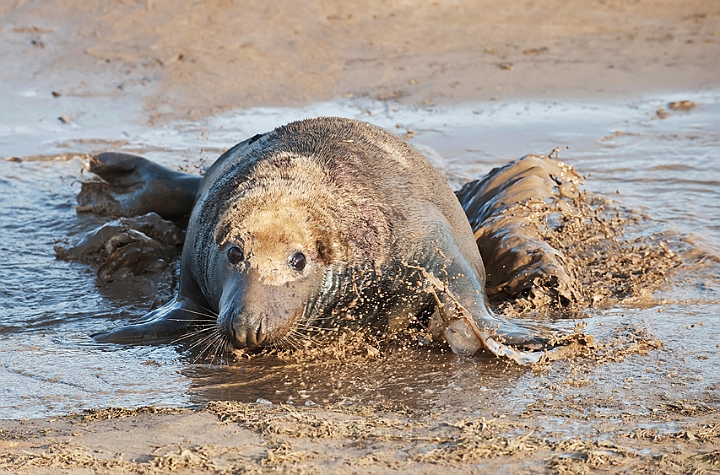 WAH015910.jpg - Gråsæl (Grey Seal)