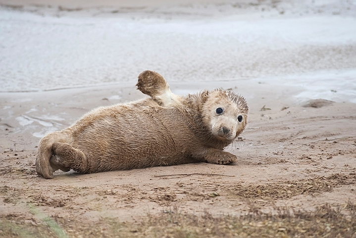 WAH015952.jpg - Gråsælunge (Grey Seal Cub)