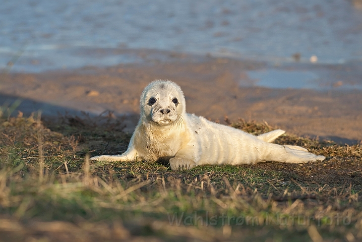 WAH015967.jpg - Gråsælunge (Grey Seal Cub)