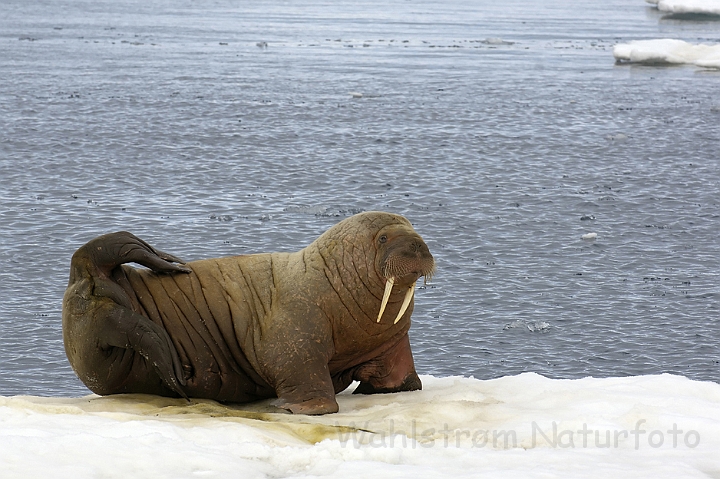 WAH006123P.jpg - Hvalros (Walrus) Svalbard