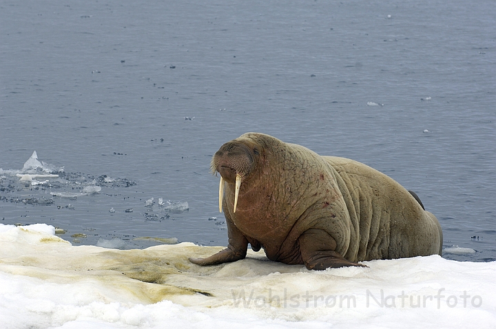 WAH006127P.jpg - Hvalros (Walrus) Svalbard