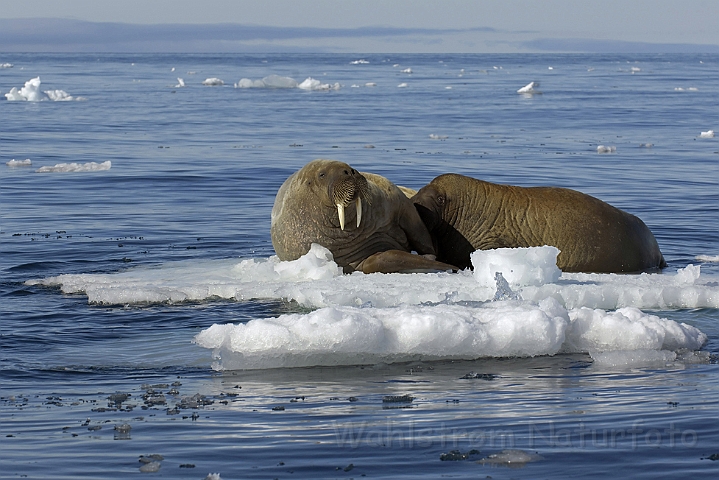 WAH006138P.jpg - Hvalros (Walrus) Svalbard